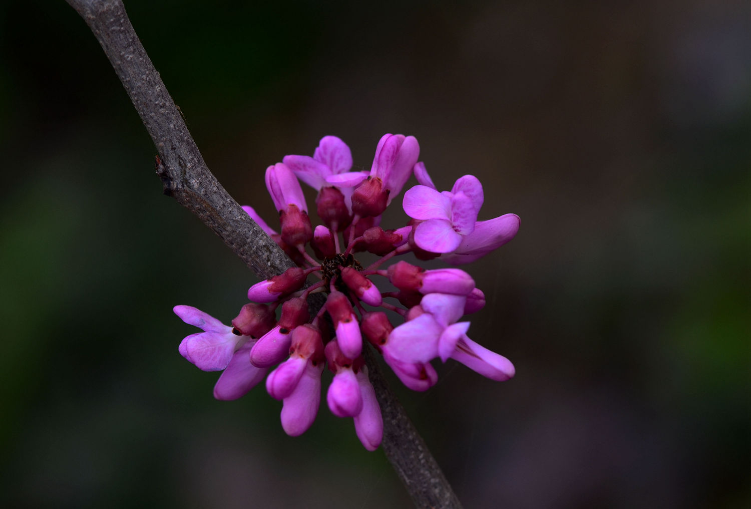 紫色印象   紫荆花