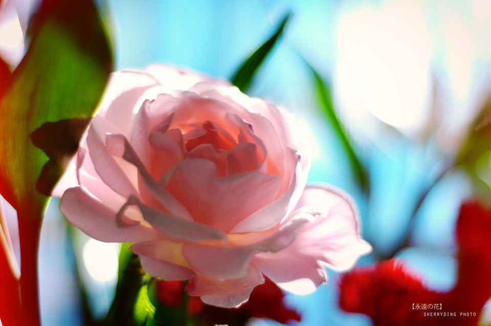 6598153885122058171 - 副本.jpg