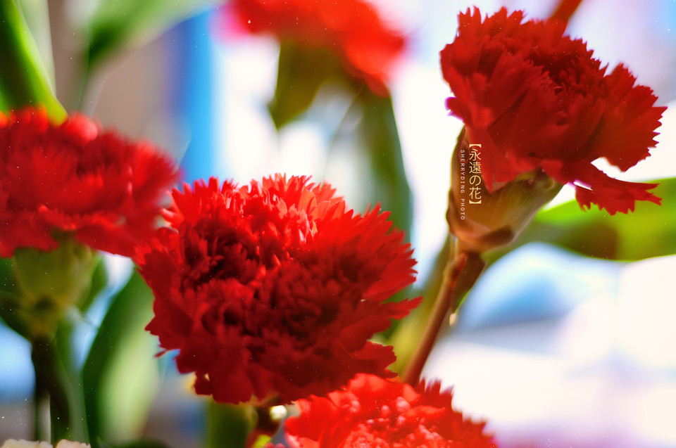 6598158283168571347 - 副本.jpg