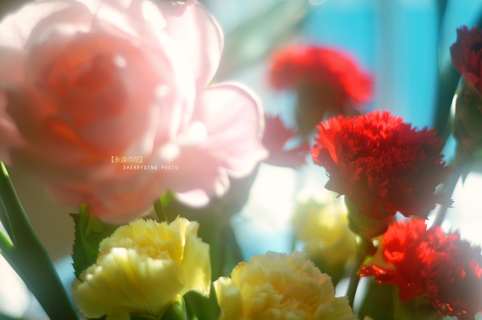 6598159382680199214 - 副本.jpg