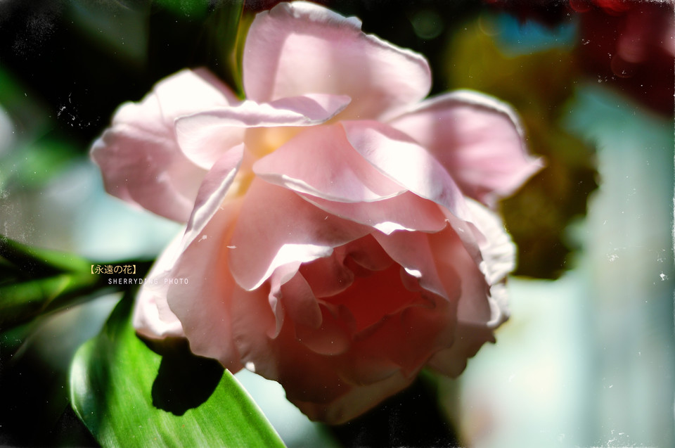 6598180273401131119 - 副本.jpg