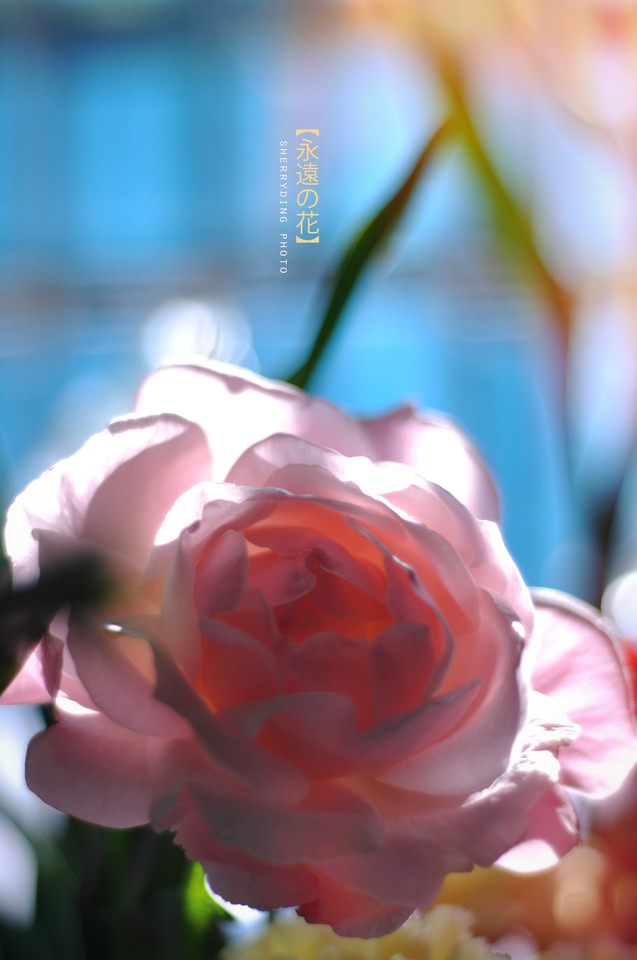 6598260537749953779 - 副本.jpg