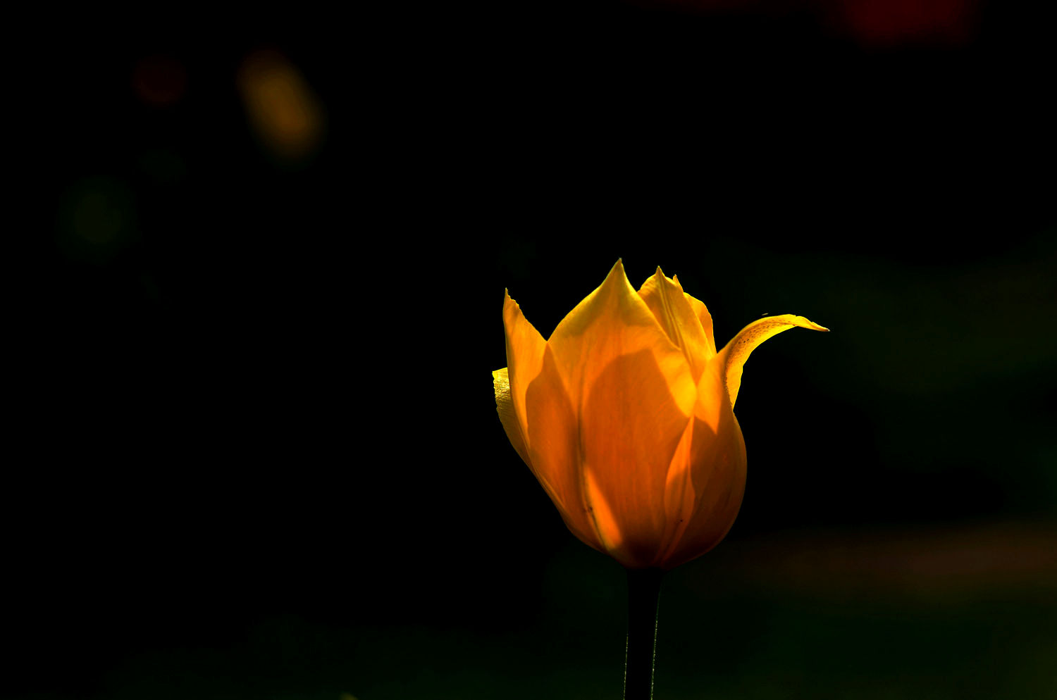 高贵典雅  郁金香