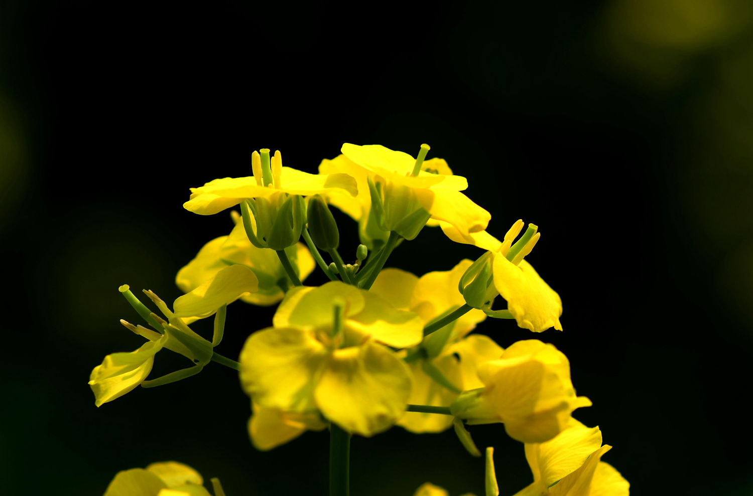 桃花落尽菜花黄