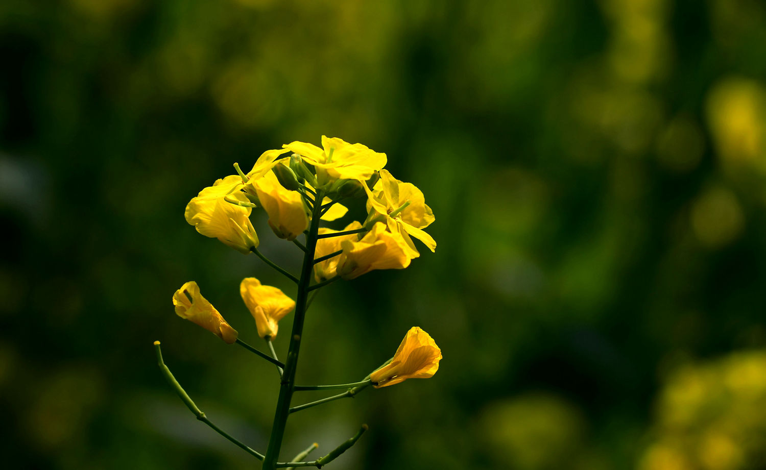 桃花落尽菜花黄