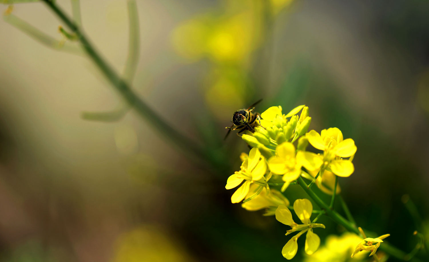 油菜花上的蜜蜂