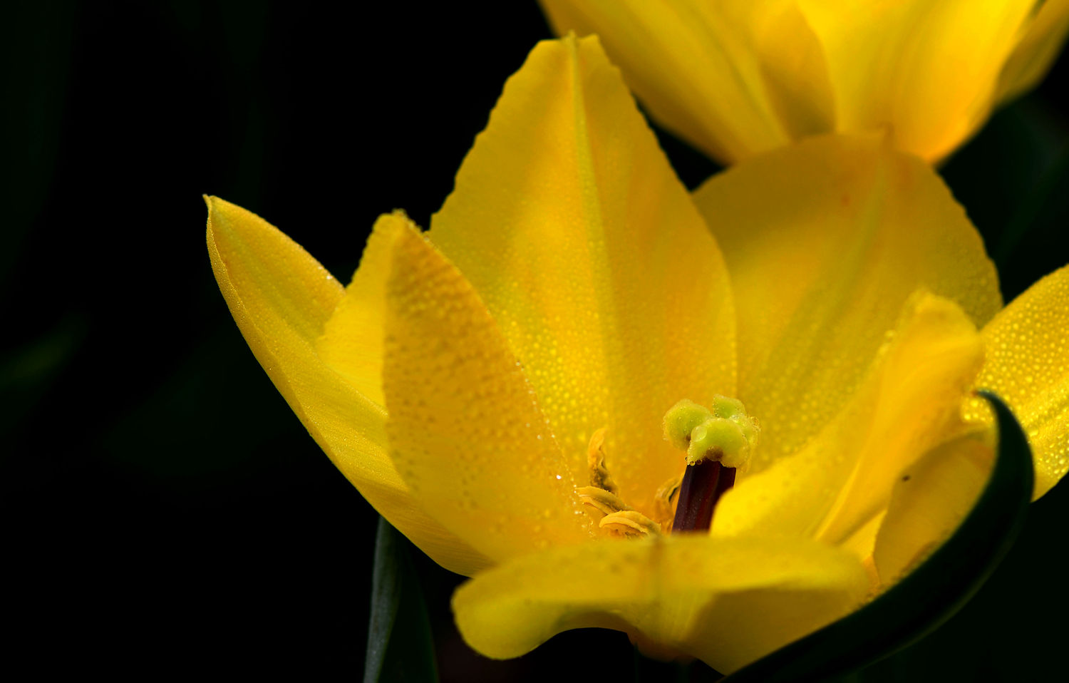 郁金香之花蕊  二