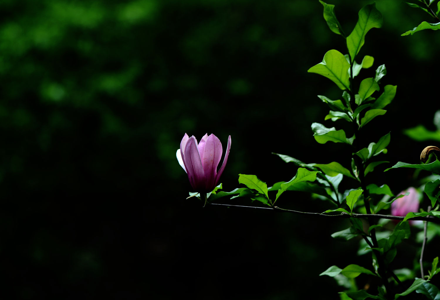 紫色印象   紫玉兰