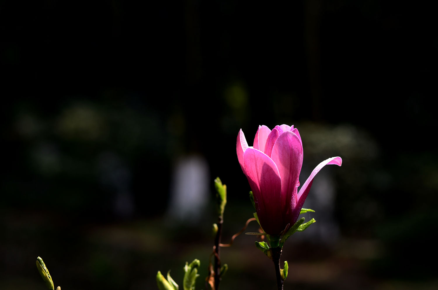 紫色印象   紫玉兰