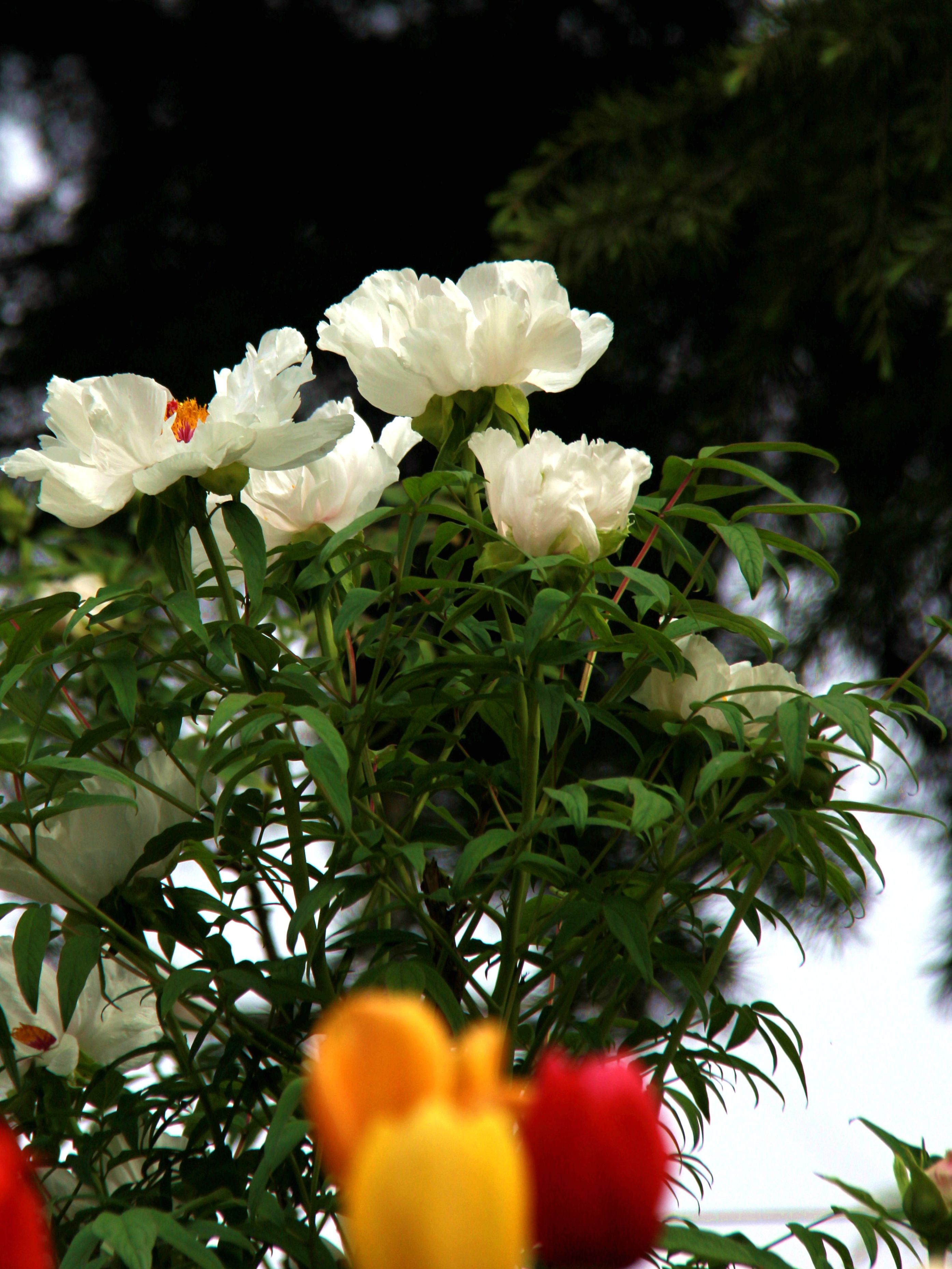 IMG_0764_副本.jpg