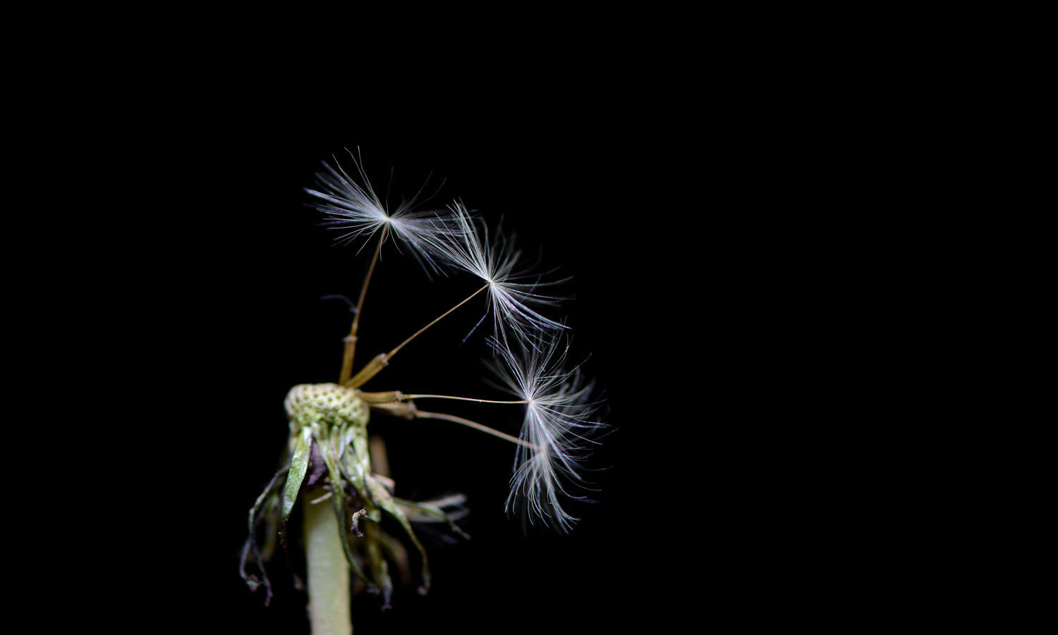 随风飘荡  蒲公英  二