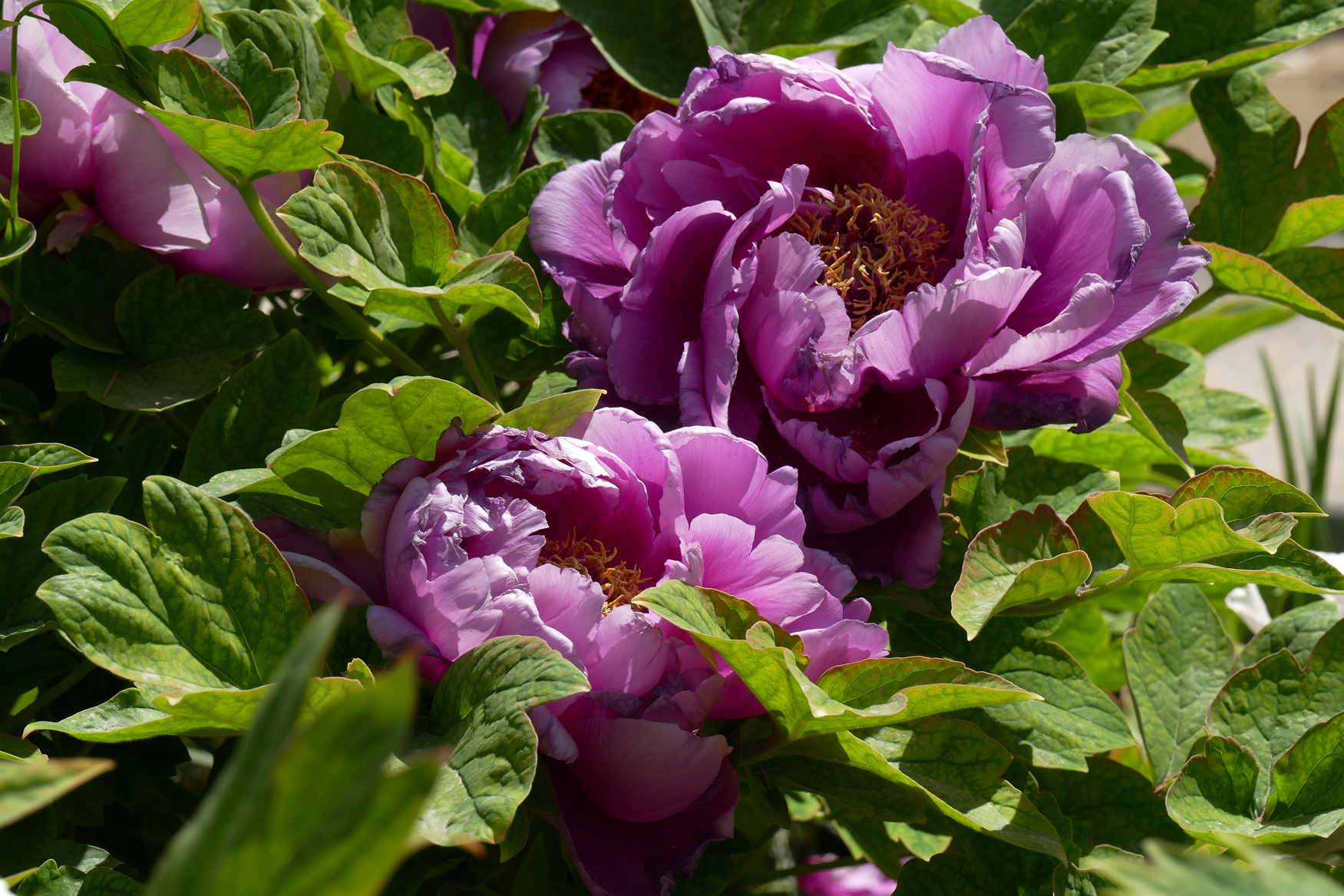 L1250384.JPG
