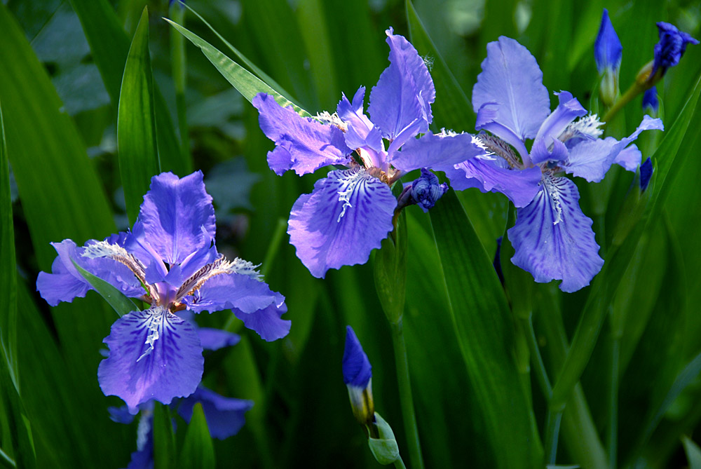 鸢尾 花 (1).jpg