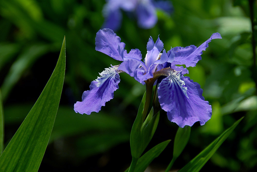鸢尾 花 (5).jpg