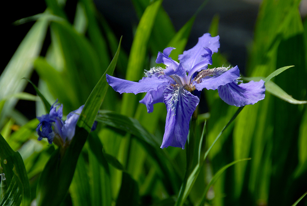 鸢尾 花 (14).jpg