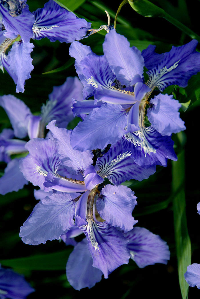 鸢尾 花 (15).jpg