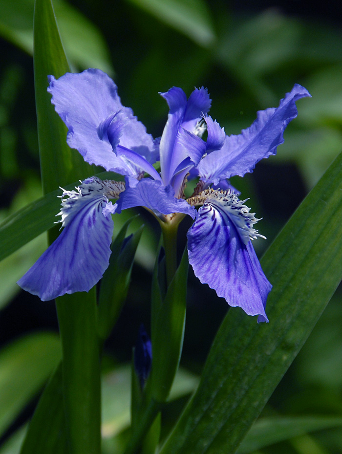 鸢尾 花 (18).jpg