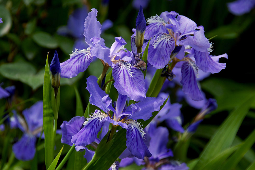鸢尾 花 (19).jpg