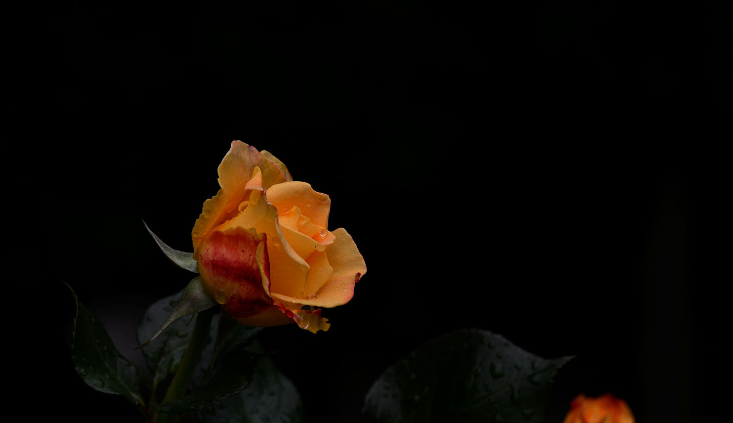 娇艳欲滴  月季花