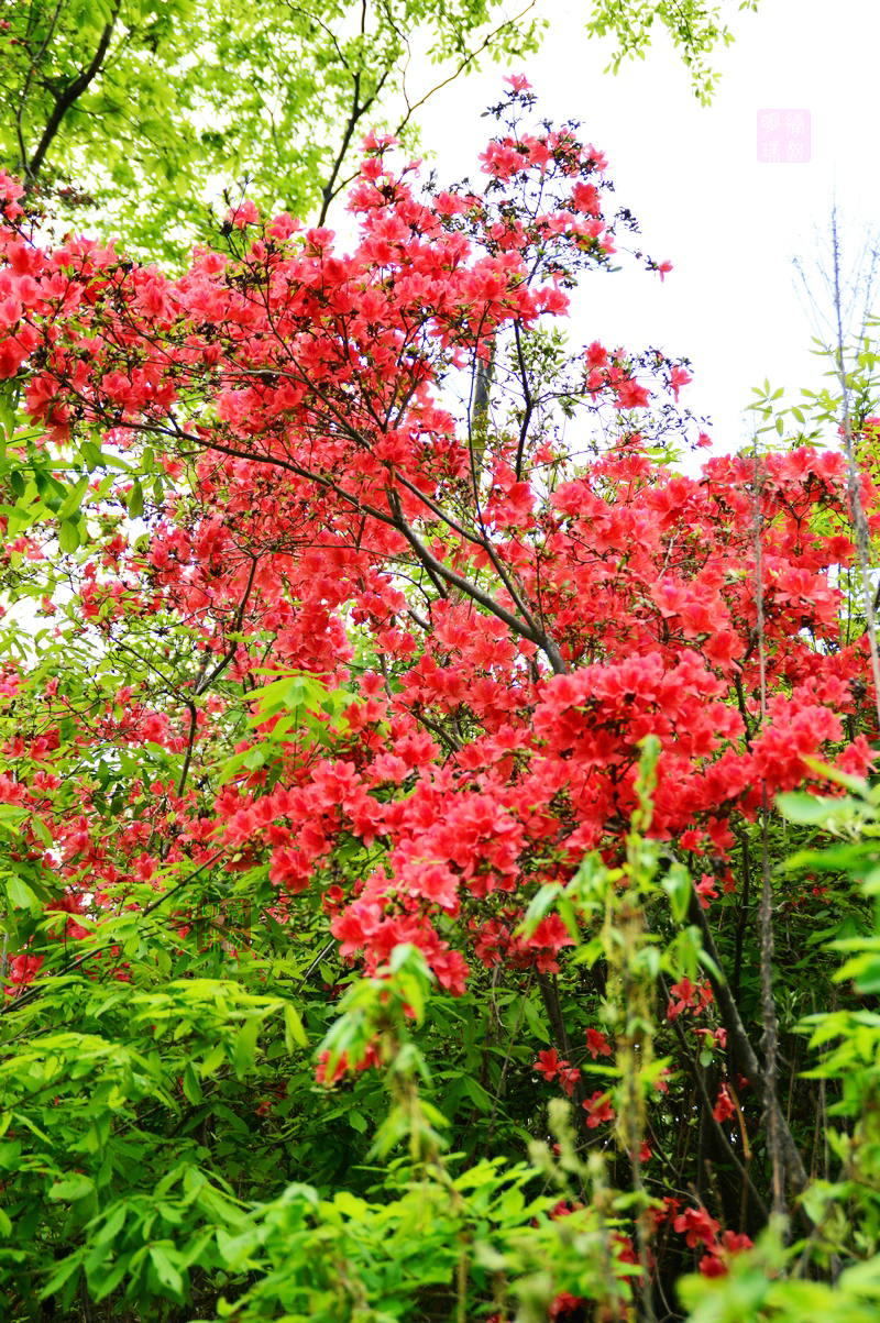 DSC_6567_副本.JPG
