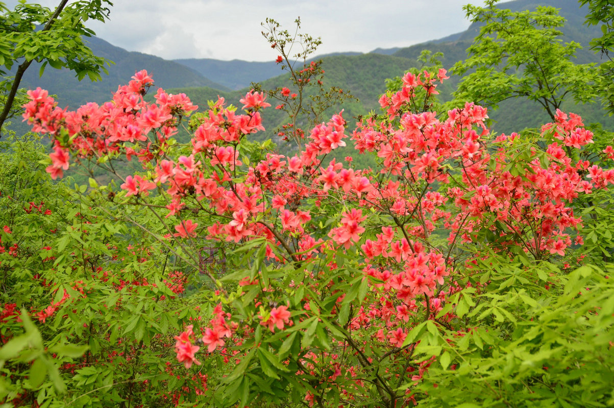 DSC_6584_副本.JPG