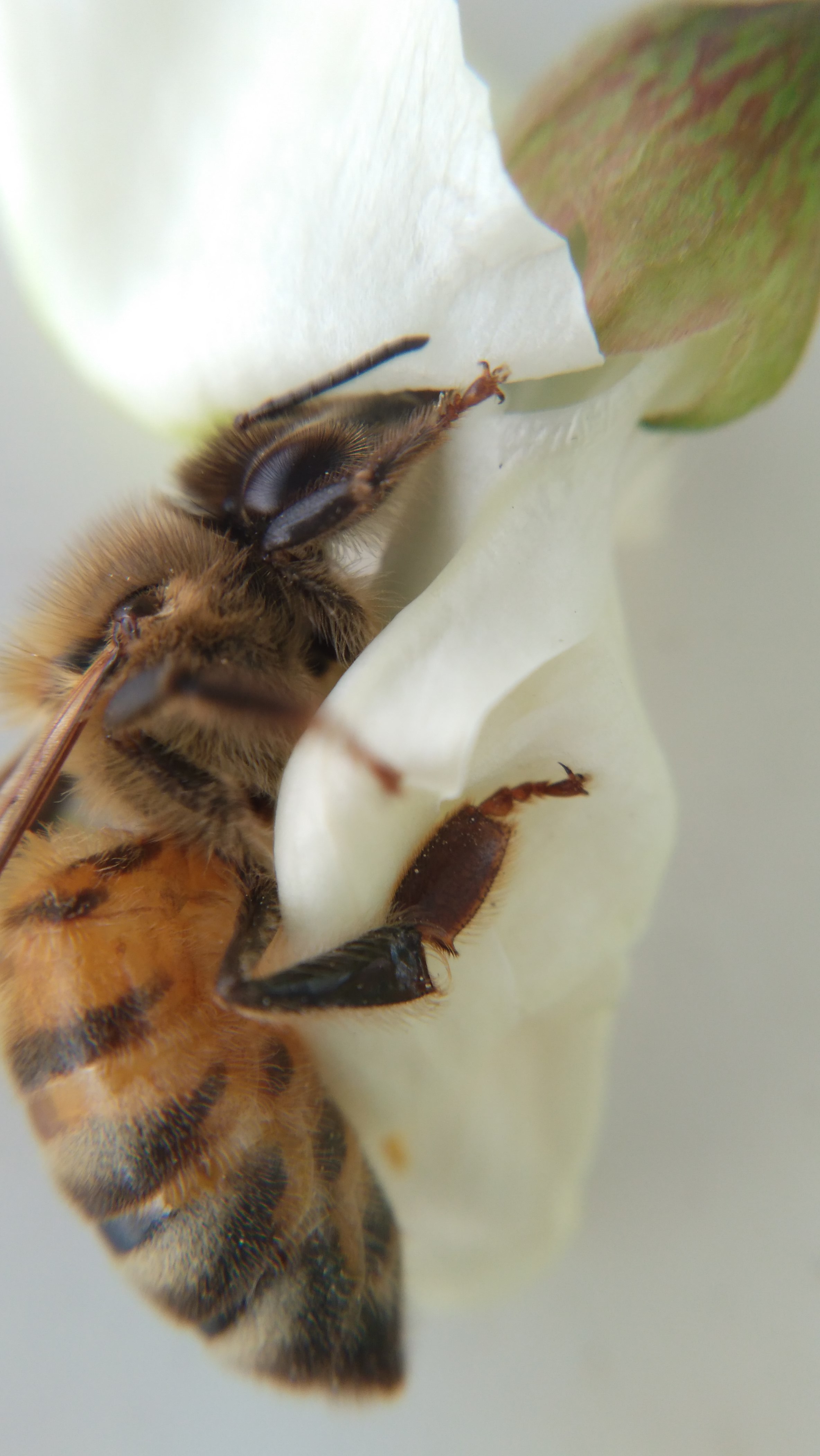 IMG_20160430_蜂恋槐香  151207 (2).jpg