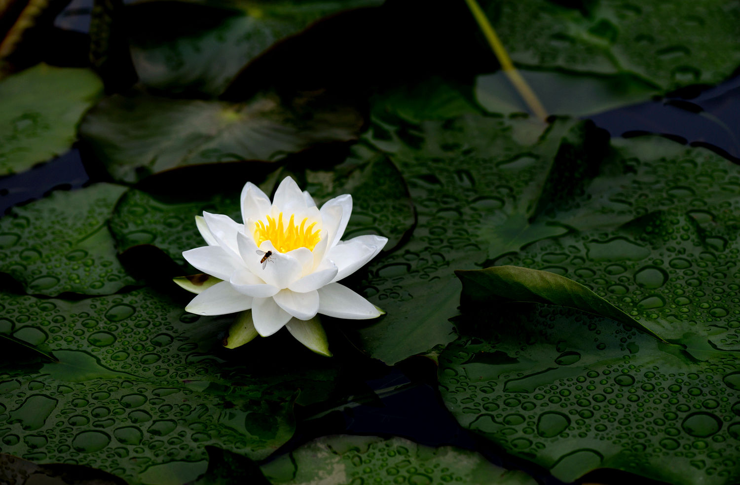 水中皇后  睡莲 二