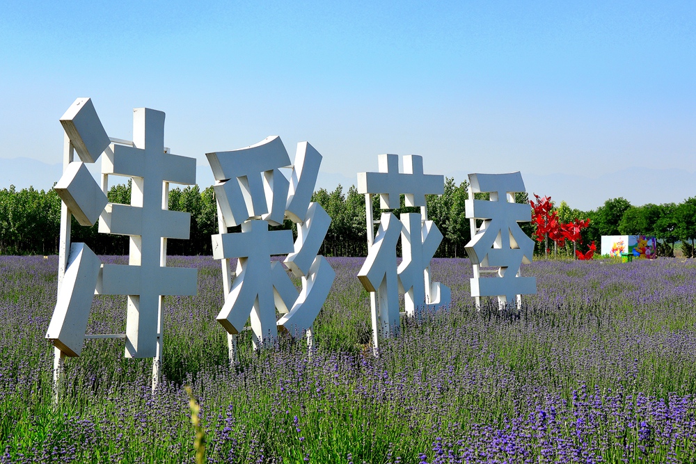 薰衣草花香 (3).jpg