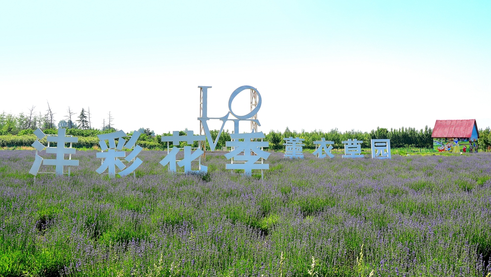 薰衣草花香 (4).jpg