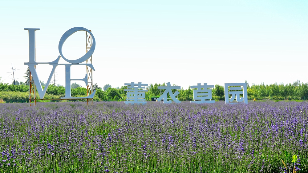 薰衣草花香 (5).jpg