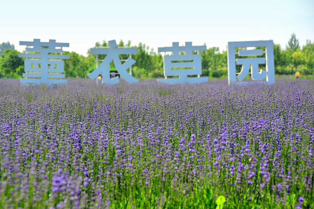 薰衣草花香 (6).jpg