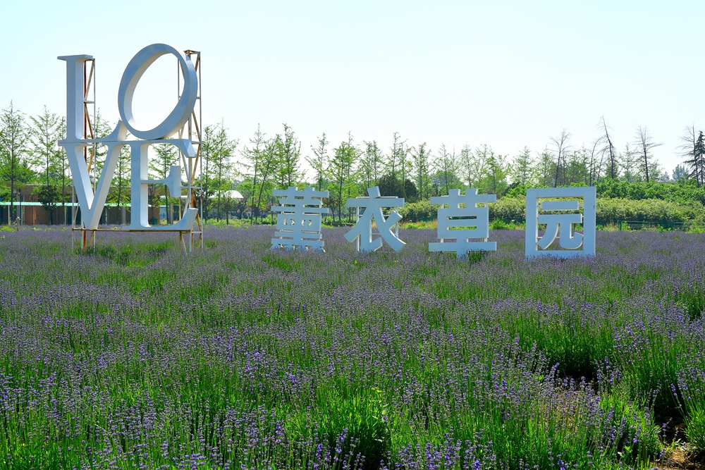 薰衣草花香 (8).jpg