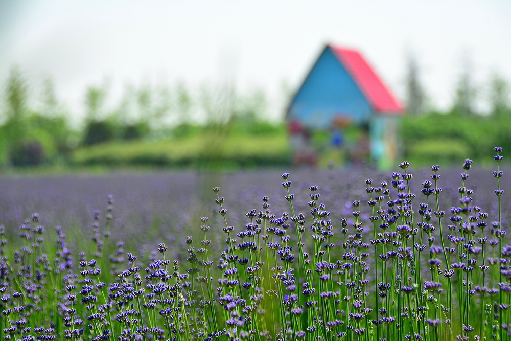 薰衣草花香 (12).jpg