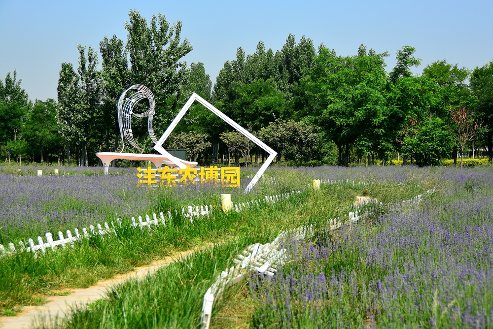 薰衣草花香 (23).jpg