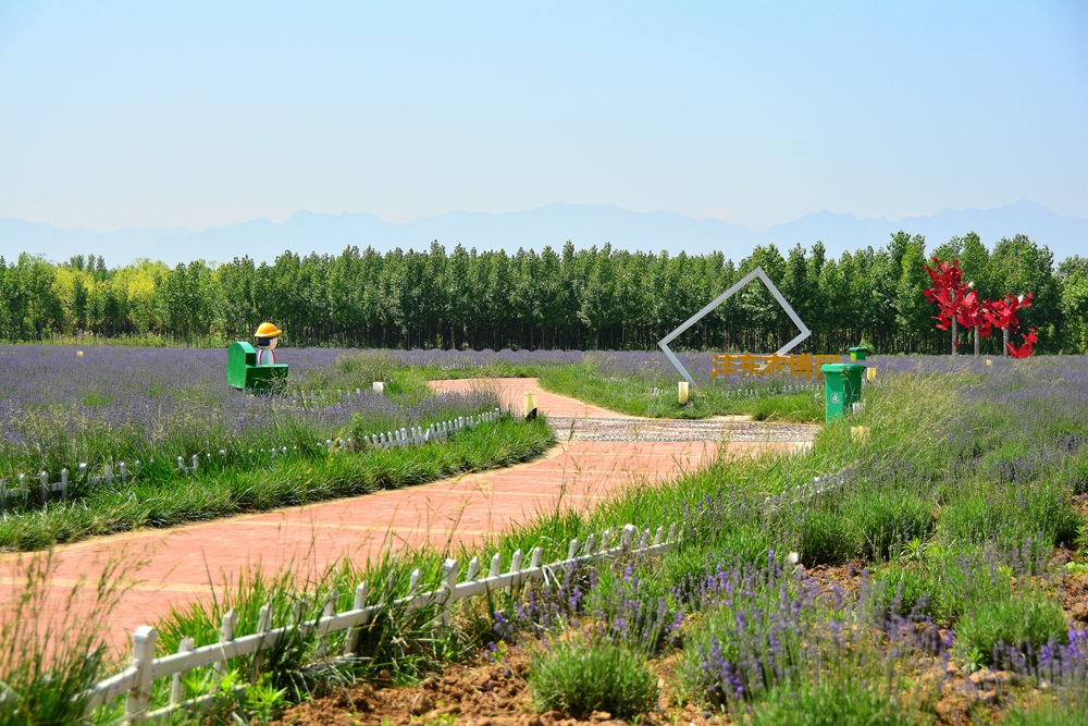 薰衣草花香 (25).jpg
