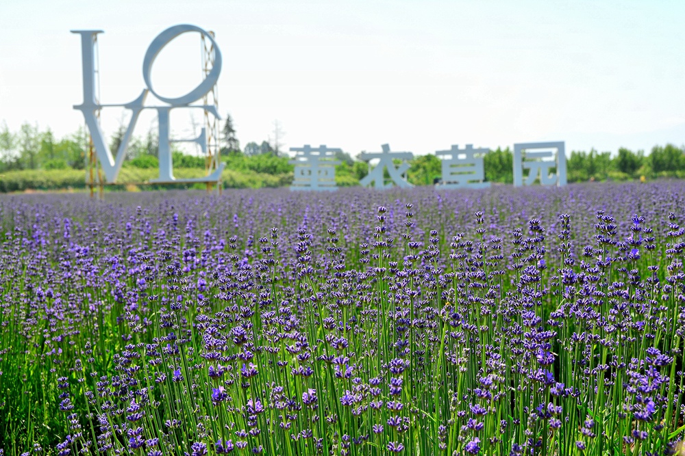 西安沣东农博园 (4).jpg