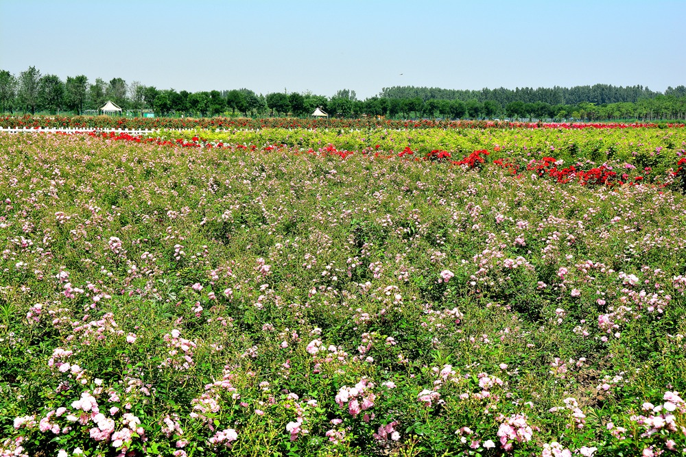 西安沣东农博园 (5).jpg