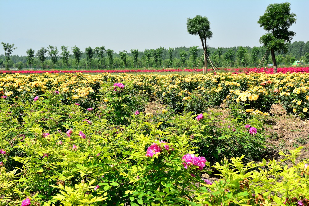 西安沣东农博园 (6).jpg