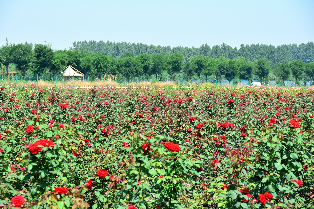 西安沣东农博园 (7).jpg