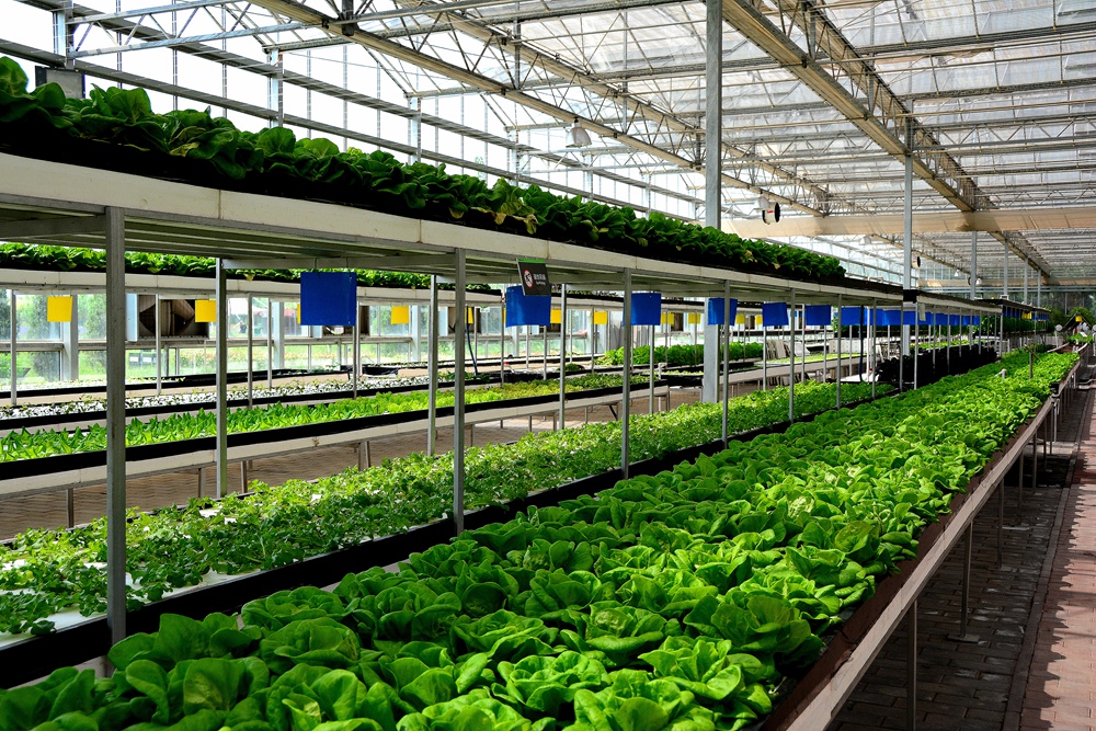 西安沣东农博园 (11).jpg