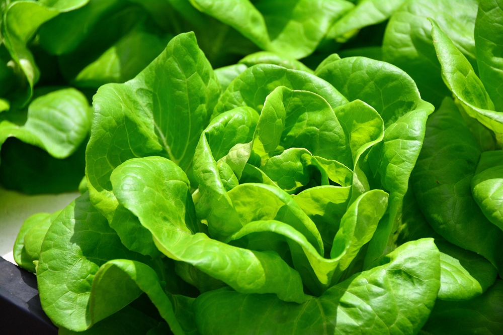 西安沣东农博园 (12).jpg