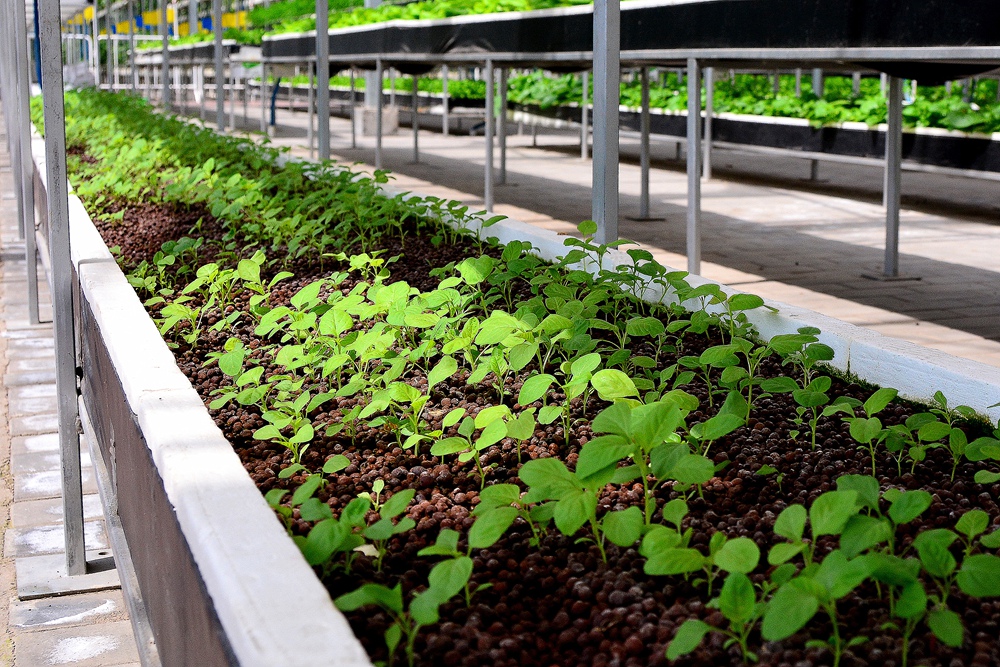 西安沣东农博园 (13).jpg