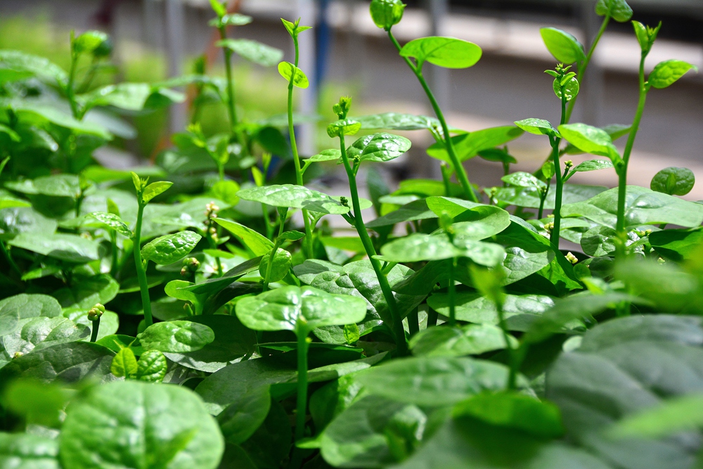 西安沣东农博园 (14).jpg