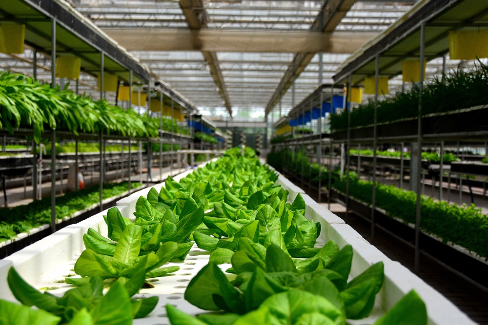 西安沣东农博园 (15).jpg