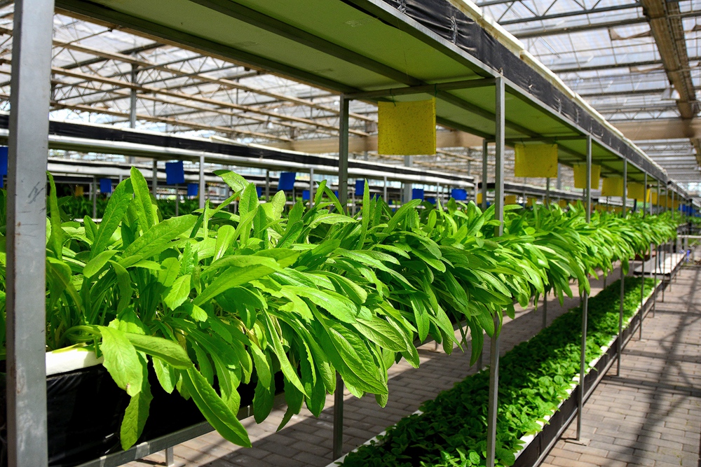 西安沣东农博园 (16).jpg