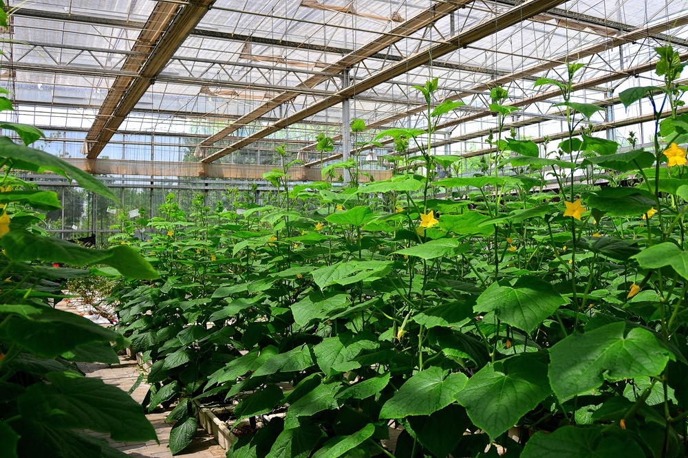 西安沣东农博园 (17).jpg