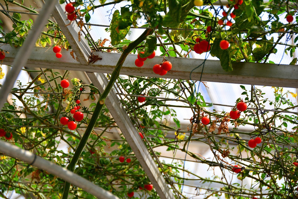 西安沣东农博园 (19).jpg