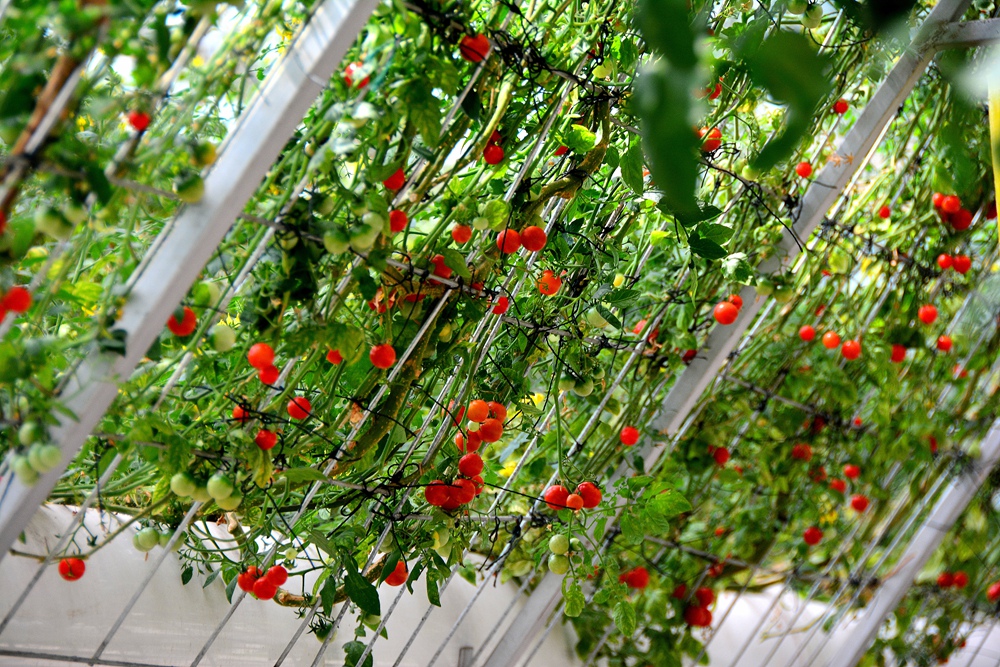 西安沣东农博园 (20).jpg