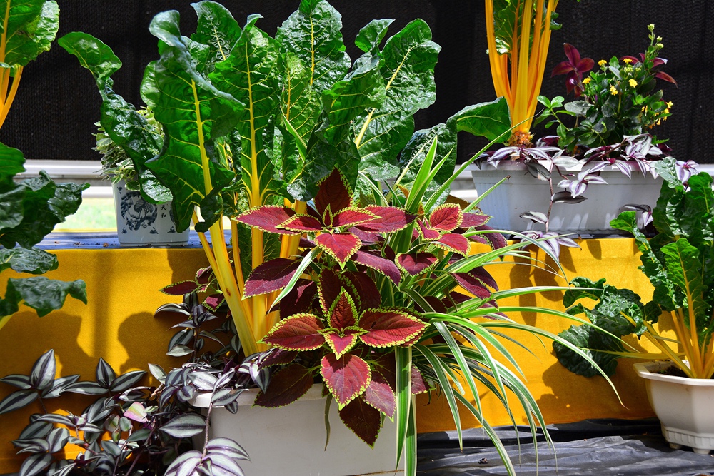 西安沣东农博园 (23).jpg