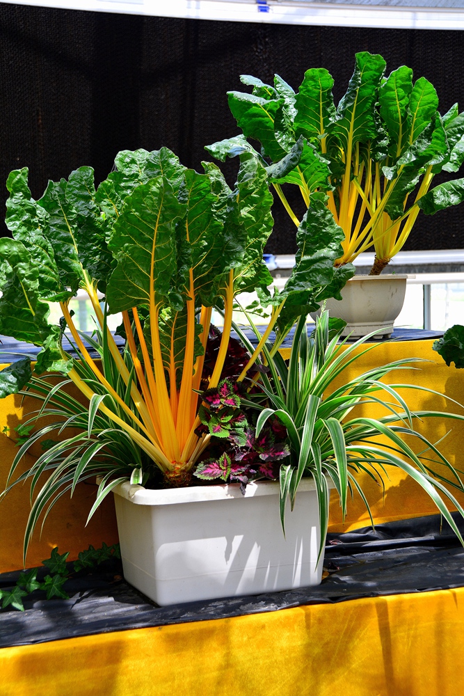 西安沣东农博园 (24).jpg